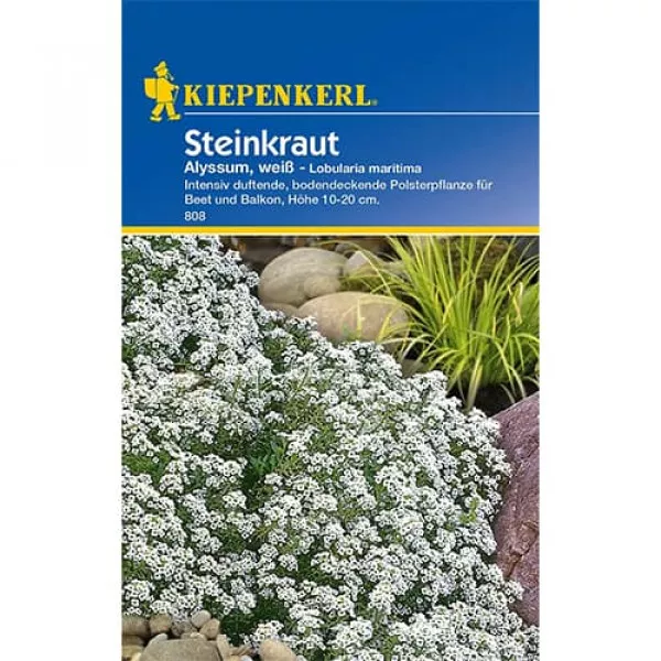 Smagliczka Alyssum
