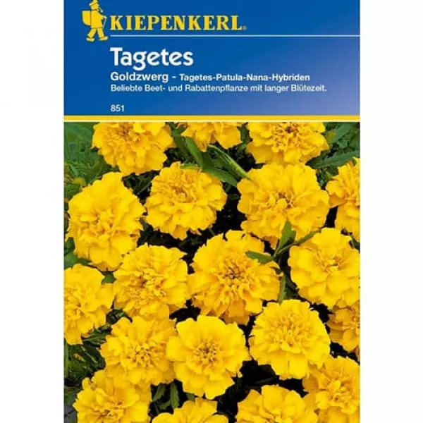 Aksamitka Goldzwerg