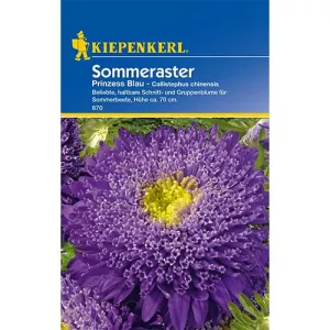 Aster ogrodowy Princess Blau