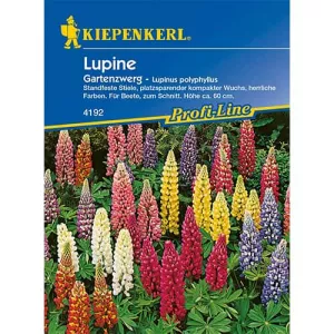 Łubin