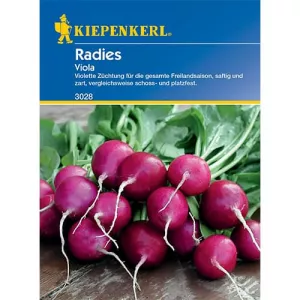 Rzodkiewka Viola