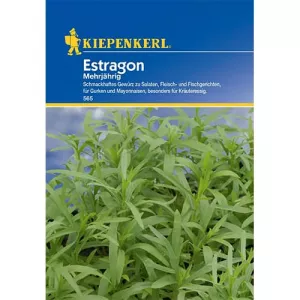 Estragon wieloletni