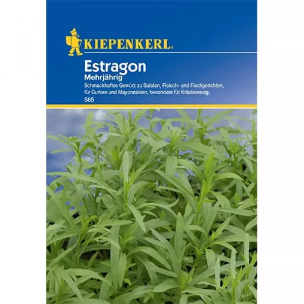 Estragon wieloletni