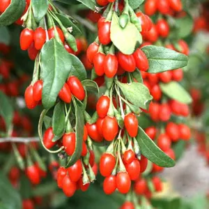 Jagoda Goji Lycium