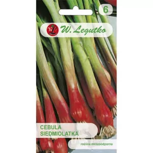 Cebula siedmiolatka czerwona