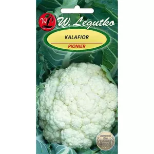 Kalafior Pionier