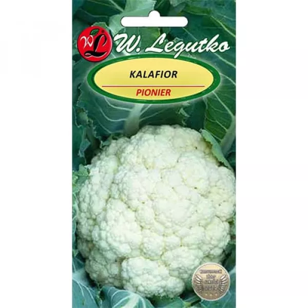 Kalafior Pionier Kalafior Pionier