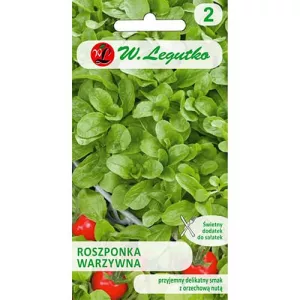 Roszponka warzywna Verte de Cambrai