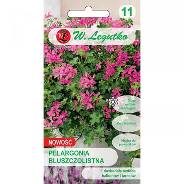 Pelargonia Fuksja F1
