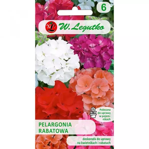 Pelargonia rabatowa mix kolorów