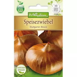 Cebula Stuttgarter Riesen