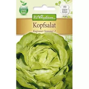 Sałata zielona Kagraner Sommer 2
