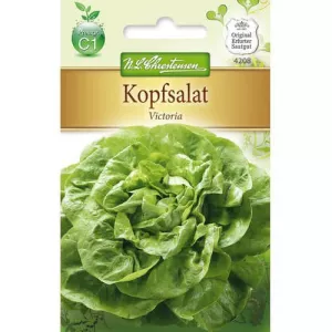 Sałata zielona Wiktoria