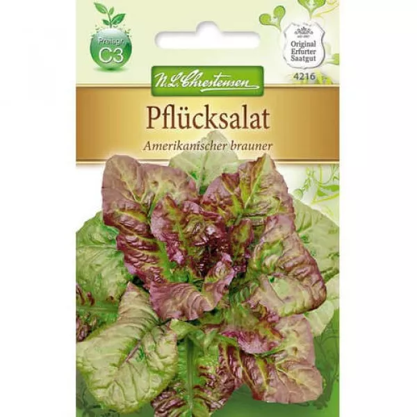 Sałata liściasta Amerykanischer brauner