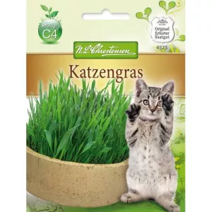 Kocimiętka