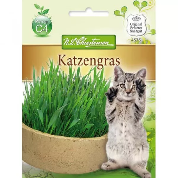 Kocimiętka