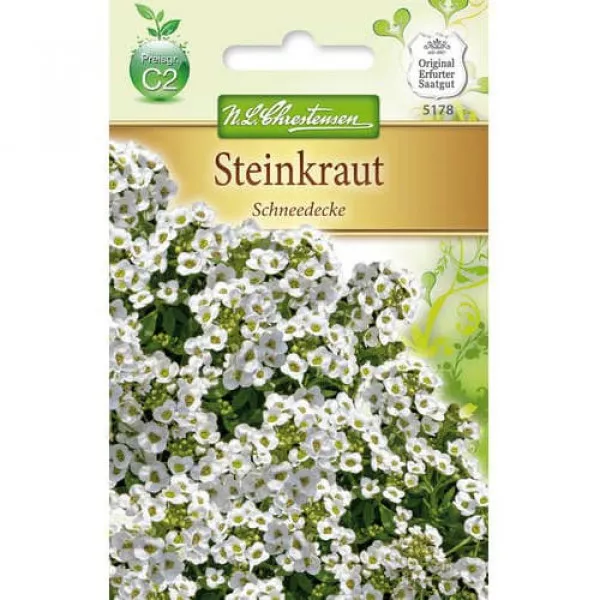 Smagliczka nadmorska Schneedecke