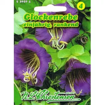 Koniczyna kielichowa Violettblau (Cobaea)