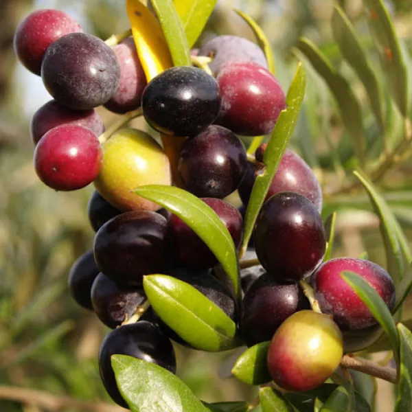 Drzewo oliwne Arbequina aklimatyzowane