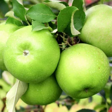 Jabłoń Granny Smith