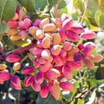 Pistacja Aegenes zaaklimatyzowana (żeńska)