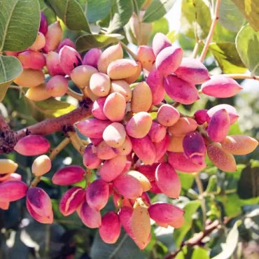 Pistacja Aegenes zaaklimatyzowana