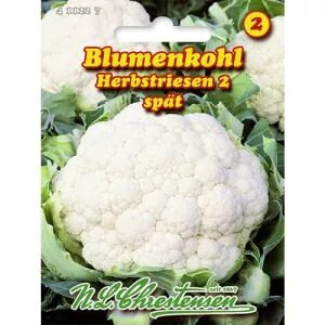 Kalafior Jesienny Olbrzym 2