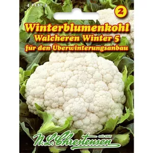 Kalafior Walcheren Zima 5