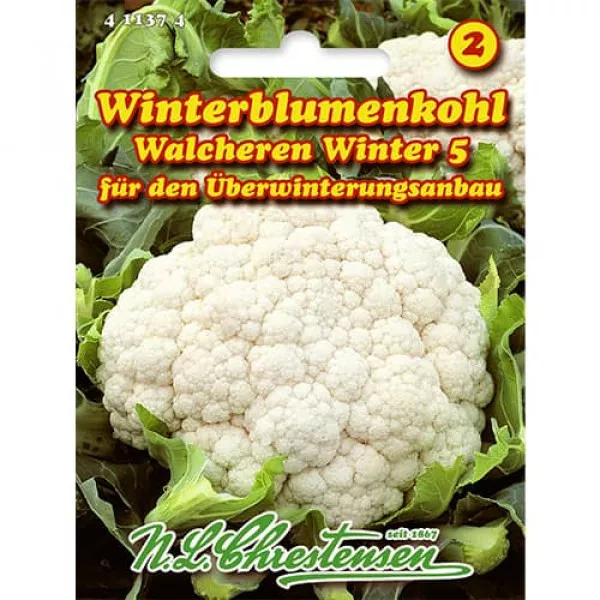 Kalafior Walcheren Zima 5 Kalafior Walcheren Zima 5