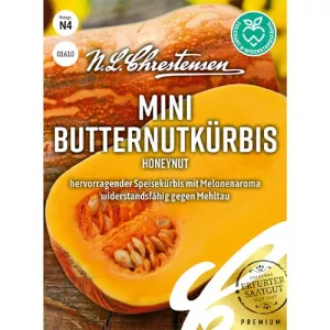 Dynia Honeynut