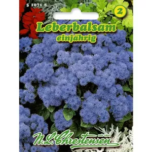 Żeniszek meksykański (Ageratum)