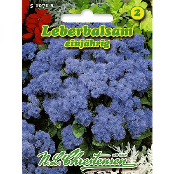 Żeniszek meksykański (Ageratum)