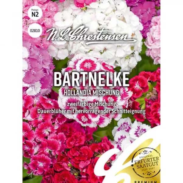 Goździk Hollandia mix kolorów