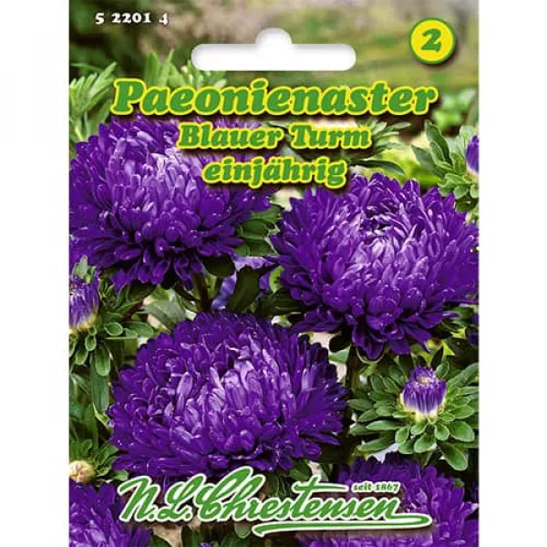 Aster peoniowy Blauer Turm