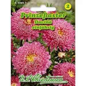 Aster ogrodowy Davina