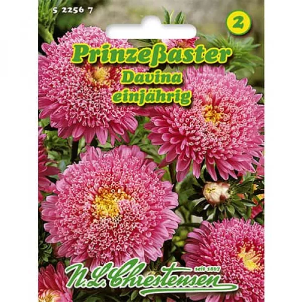Aster ogrodowy Davina