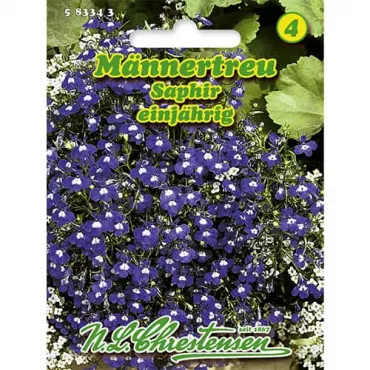 Lobelia szafirowa