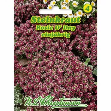 Smagliczka Alyssum Rosie O'Day