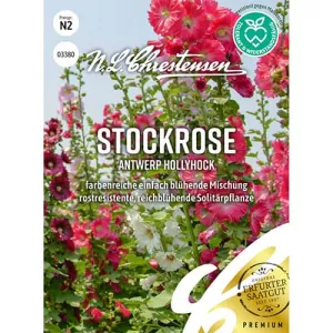 Malwa Antwerp Hollyhock
