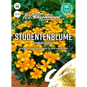 Aksamitka Bambino Orange