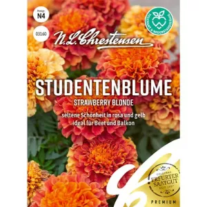 Aksamitka Strawberry Blonde