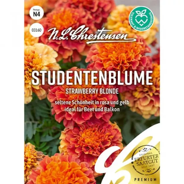 Aksamitka Strawberry Blonde