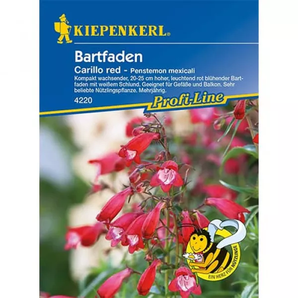 Penstemon Carillo Red 