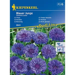 Chaber bławatek Blauer Junge