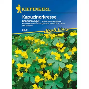 Nasturcja Kanarienvogel