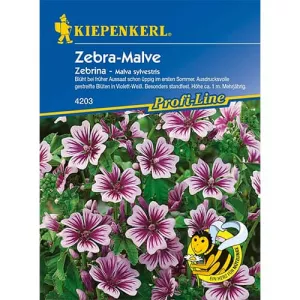 Malwa Zebrina