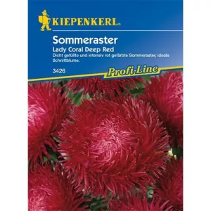 Aster Lady Carol Deep Red