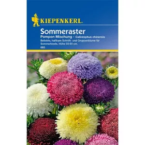 Aster pomponowy