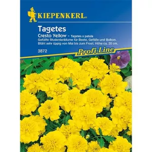 Aksamitka Cresto Yellow