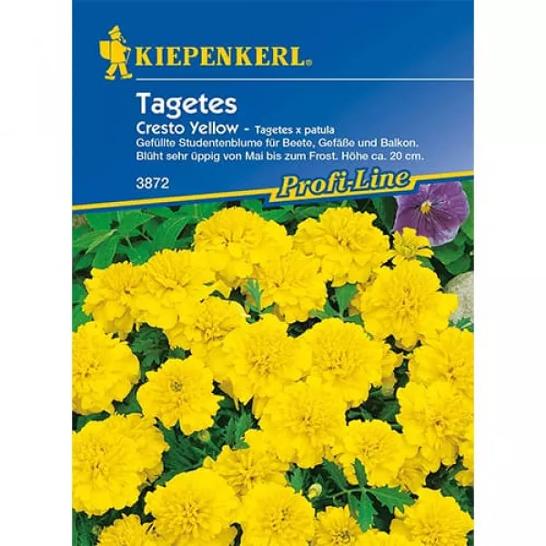 Aksamitka Cresto Yellow